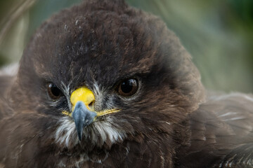 Buse variable