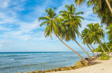 Tropical beach in Barbados