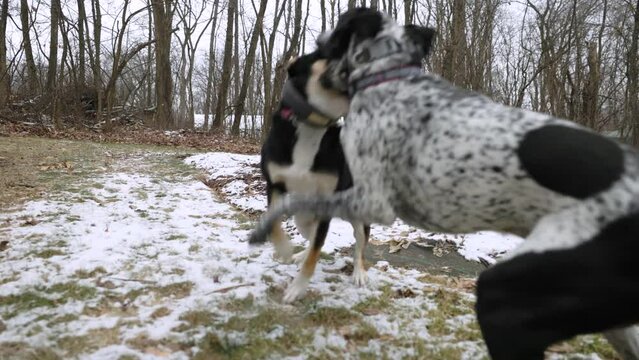 Two medium dogs fighting and jumping in the woods with green grass under the snow and dry leaves on the road, no people, tracking shot