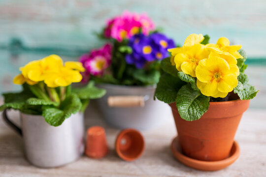 Colorful spring primula flowers in pots