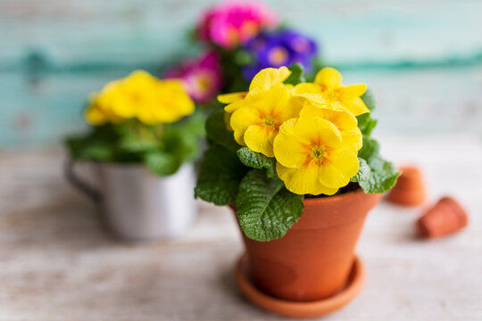 Colorful spring primula flowers in pots