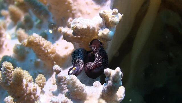 Mating Nudies