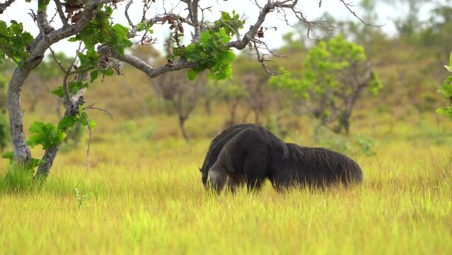 Giant Anteater in the Wild | Endangered species