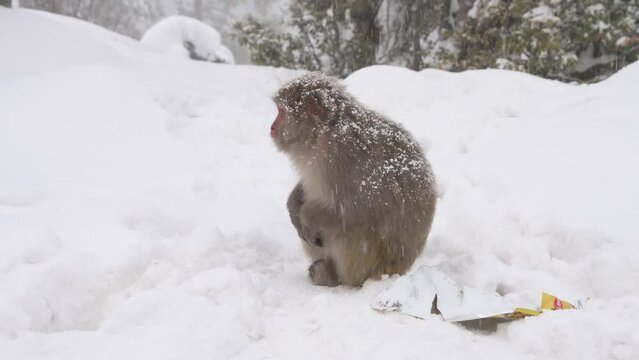 Rhesus macaque monkey (Macaca mulatta) in Snowfall
