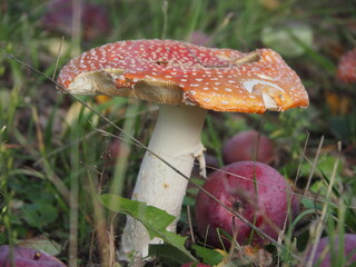 Fly agaric among the grass in the garden