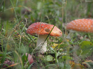 Amanita among the grass