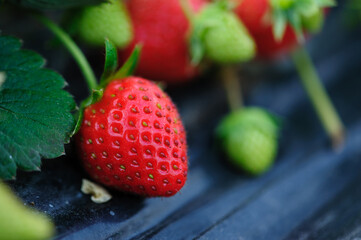 Strawberry fruits in growth in garden
