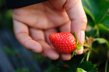Hand picking strawberry fruit in spring garden