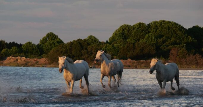 Camargue Horse, Herd trotting or galloping in Ocean near the Beach, Saintes Marie de la Mer in Camargue, in the South of France, Slow Motion 4K