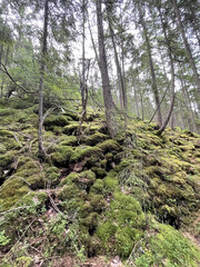 the forest