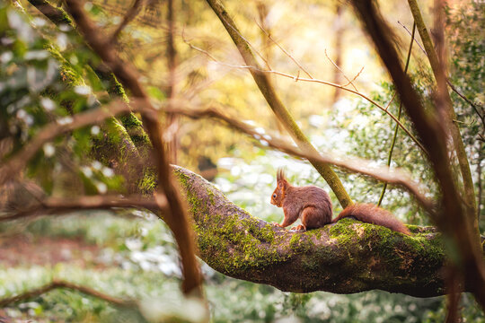 Eichhörnchen sitzt auf Ast im Baum