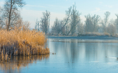 Reed along the edge of a frozen foggy lake in sunlight at sunrise in winter, Almere, Flevoland, The Netherlands, March 1, 2023