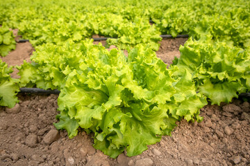 Natural lettuce grown in greenhouse . Organic agriculture, Izmir - Turkey