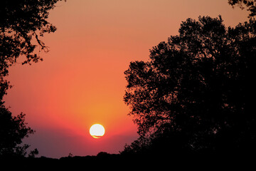 Fototapeta premium Puesta de sol, Dehesa Extremeña.