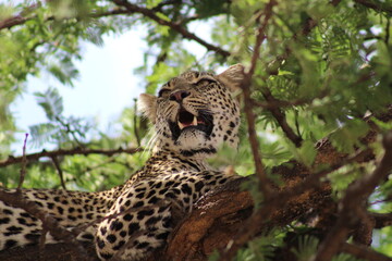 Leopardo en Serengeti © Javier
