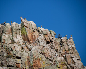 Several griffon vultures on top of one of the rocks of the Monfragüe National Park, Cáceres, one of the points of greatest ornithological interest in Spain.