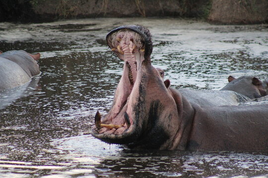 Bostezo de hipopótamo