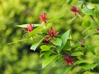 春の花　クロバナロウバイ