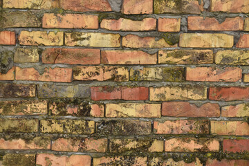 Vintage textured background of red brick wall moss covered
