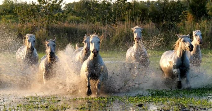 Camargue Horse, Herd trotting or galloping through Swamp, Saintes Marie de la Mer in Camargue, in the South of France, Slow Motion 4K
