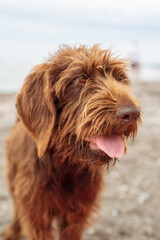 Blur. Hunting brown dog on a walk on a black sand beach. Poodlepointer.