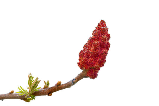 Staghorn sumac isolated on white background, macro. Drupes of staghorn sumac closeup. Spice herb.