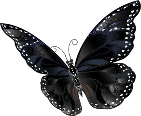 Black Butterfly Morpho