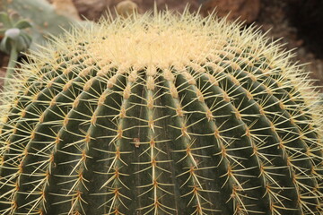 green golden barrel cactus , spine detail rows,  Echinocactus grusonii