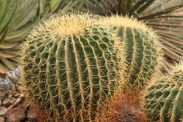 Close-up of a golden barrel cactus with spines in detail,  Echinocactus grusonii