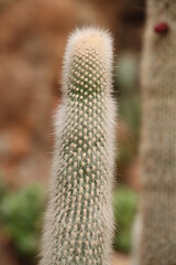 Obraz premium green cactus plant with spines