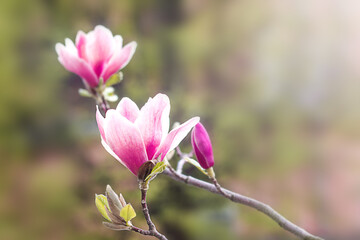 Pink magnolia flowers on a tree branch on a blurred background. Copyspace. Basis for a postcard....