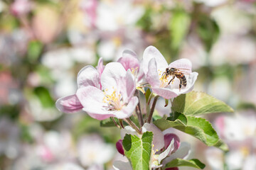 The bee collects nectar and pollinates flowering apple trees. Close-up of a bee. Selective focus.