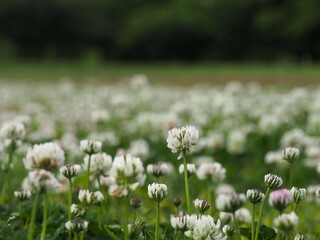 春の野原　シロツメクサ