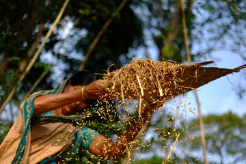 Village woman separating chaff from grain by winnowing process. South asian working woman using winnowing fan locally known as kula. 
