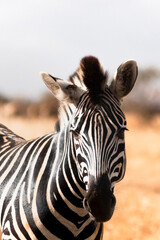 Fototapeta na wymiar una zebra in mezzo alla savana
