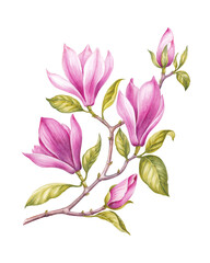Watercolor pink Magnolia. Rose spring floral