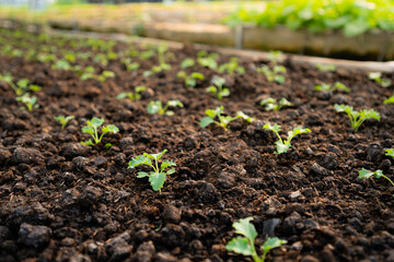 organic vegetable garden Growing vegetables naturally without harmful chemicals and pesticides