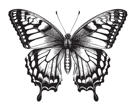 Butterfly beautiful hand drawn sketch illustration Insects