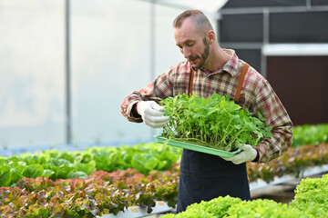 Smiling caucasian male farmer taking care of tomato seedling in crate ready for planting in organic greenhouse