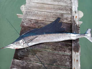 Blue marlin fishing on bridge bay