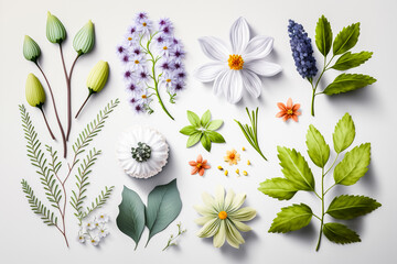 Assortiments de plantes et fleurs sur fond blanc - Générative iA - obrazy, fototapety, plakaty