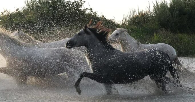 Camargue Horse, Herd trotting or galloping through Swamp, Saintes Marie de la Mer in Camargue, in the South of France, Slow Motion 4K