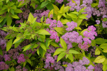 Flowers, buds and leaves of Spiraea japonica in mid June