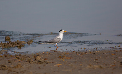 water bird in its natural environment, Little Tern, Sternula albifrons