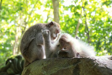 Close-up of a sunlit adult cynomolgus monkey lying on its back on a stone slab being lapped by another monkey, rainforest diffused in the background.
