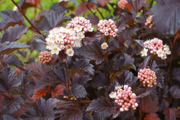 Many buds and flowers of purple leaved Physocarpus opulifolius in May