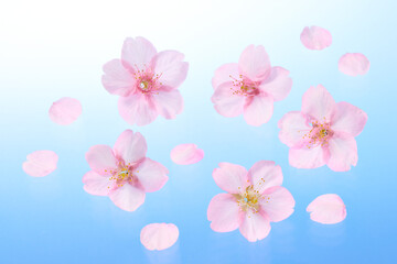 Fototapeta na wymiar サクラの花　ブルーのグラデーション背景 