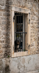 Fototapeta na wymiar Scruffy dog looking through a barred window in the old town of Budva, Montenegro