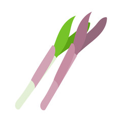 アマドコロ。フラットなベクターイラスト。
Fragrant Solomon’s seal. Flat designed vector illustration.