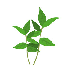 ナンテンハギ。フラットなベクターイラスト。
Two leaf vetch. Flat designed vector illustration.